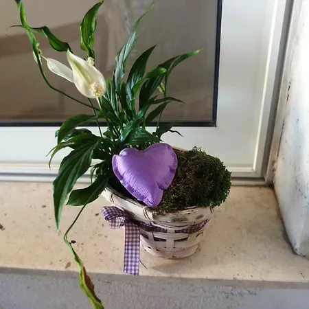 Apartman Tedi *